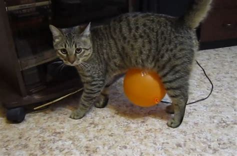 Mars The Cat Vs The Static Balloon Life With Cats