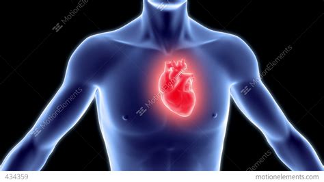 Human Body With Heart Stock Animation 434359