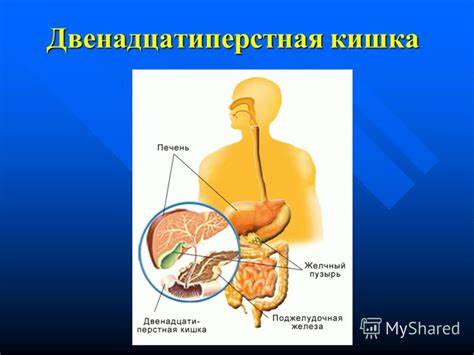Презентация на тему: "Тема урока «Изменение питательных веществ в Картинка - Презентация на тему: "Тема урока «Изменение питательных веществ в