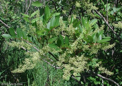 Toxicodendron Vernix Poison Sumac Minnesota Wildflowers