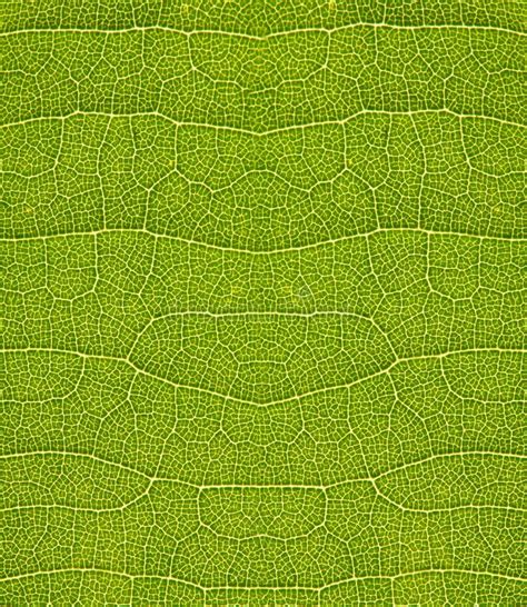 Textura Verde Da Folha Foto De Stock Imagem De Beleza 19986866