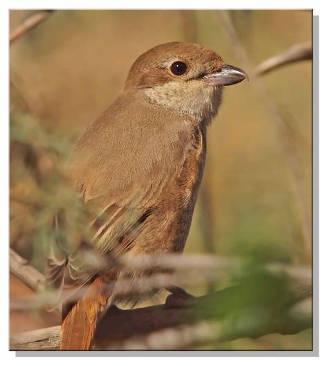 Burung Cendet - Long-Tailed Shrike (Lanius schach) - Ryan Maigan Birds