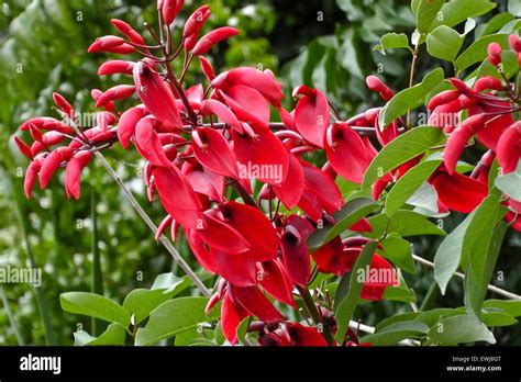 The Bright Colors Of Tropical Flowering Shrub Flower Stock Photo Alamy
