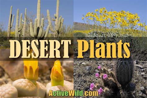 Desert Plants Photos