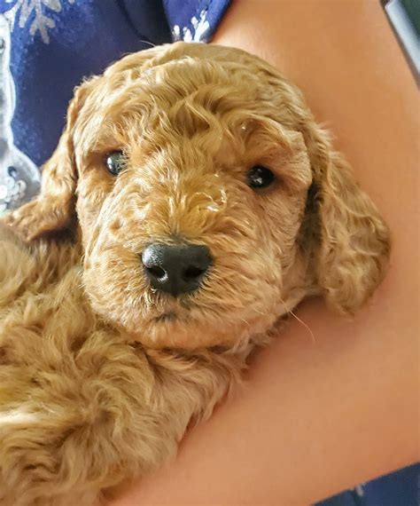 Only 2 Mini Goldendoodles Remaining Puppy Pals Utah