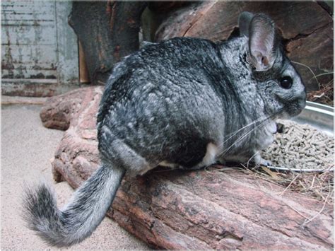 Chinchilla? What's a Chinchilla? | Museum of Arts and Sciences