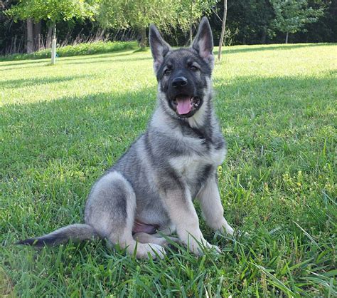 A sable german shepherd is one with different bands of color on one hair shaft. X-Large German Shepherd Puppies for Sale | Ayers Legends German Shepherds