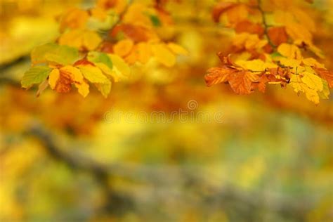 Branches Of Autumn Trees On A Blurred Bokeh Background Stock Image
