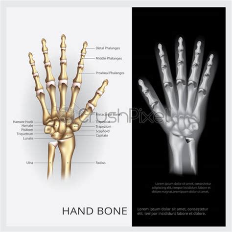 Human Hand Bone Vector Illustration Stock Vector 2472560 Crushpixel