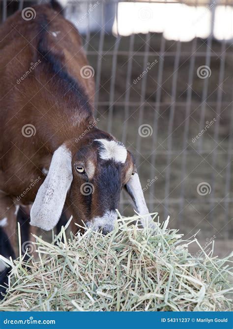 Nubian Goat With White Ears On Its Hind Legs Stands On Its Hind Legs