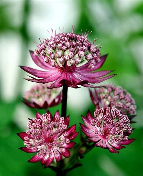 Astrantia Sparkling Stars Pink