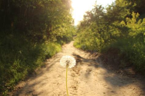 Beautiful Sunny Path In The Forest To The River With The Dandelion In