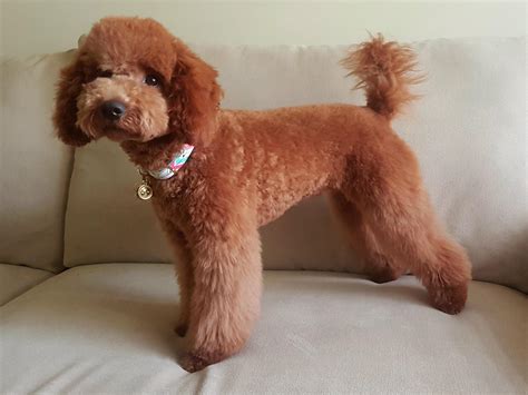 Red Miniature Poodle Puppy Cut