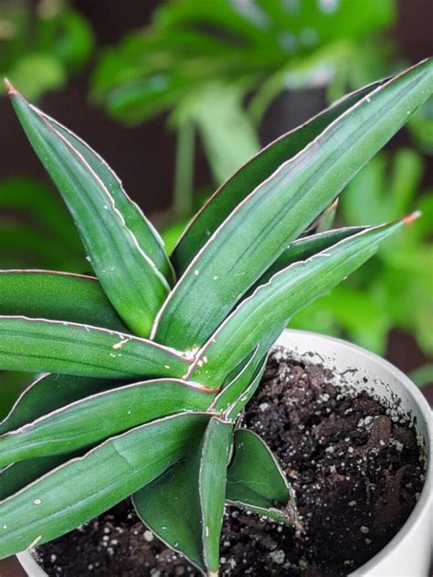 Sansevieria Ehrenbergii Samurai Snake Plant 3 By Brittany Goldwyn