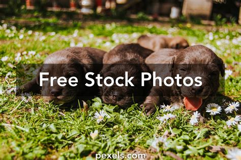 4000 Best Puppy Photos · 100 Free Download · Pexels Stock Photos
