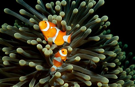 Clown Anemonefishes Amphiprion License Image 70058070 Image