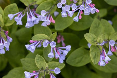 Virginia Bluebells Plant How To Grow And Care For Virginia Bluebells