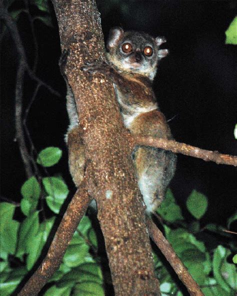 Sahafary Sportive Lemur Lepilemur Septentrionalis Tsaratanana