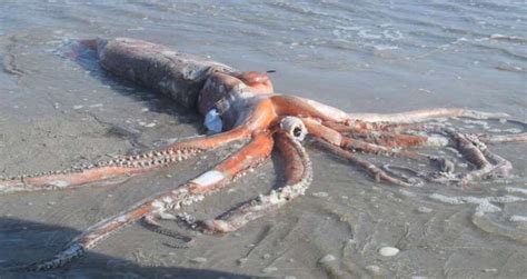 Rare 14 Foot Giant Squid Found On South African Beach