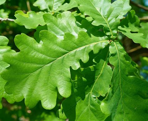 Quercus Robur Hillier