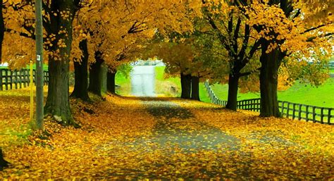 Autumn Road Autumn Nature Country Road Hd Wallpaper Peakpx