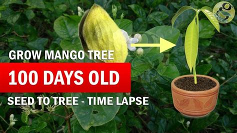 How To Grow Mango Tree From Seed Raw Mango Seed Germination Time