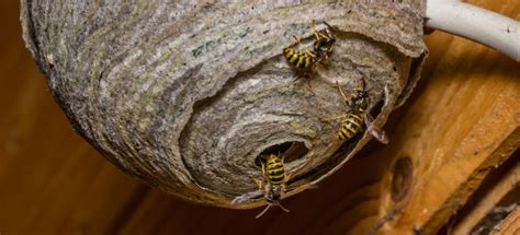 Pest Control Wasp Nest Pest Control