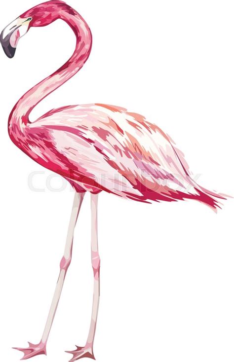 Watercolor Flamingo Vector At Collection Of