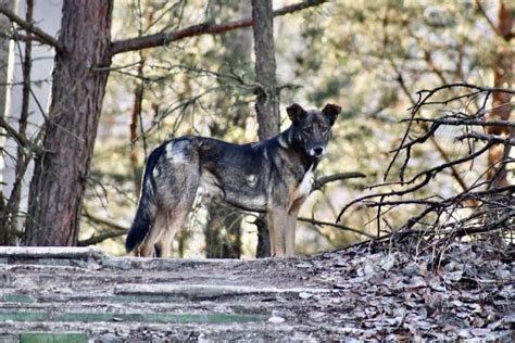 Coyote Dog Mix Breed Information What Is A Coydog Your Dog Advisor
