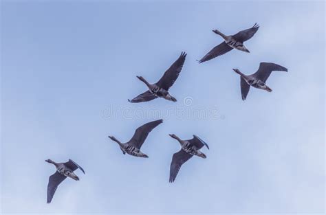 The Group Of Goose Flying In The Blue Sky Stock Image Image Of