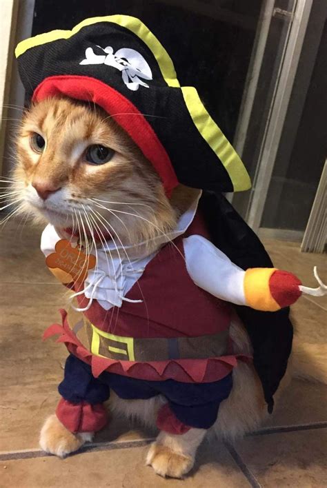 These Cat Halloween Costumes Are So Cute Pet Halloween Costumes Cat