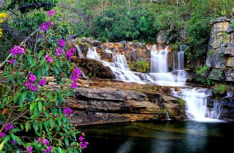 Most Beautiful Flowers With Waterfalls Inviting