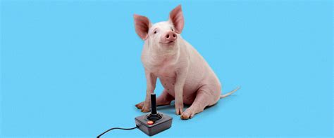 Pig Intelligence Pigs Are Smart Enough To Play Video Games