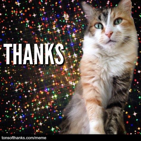 51 Nice Thank You Memes With Cats Thank You Memes Cats Thanks Meme