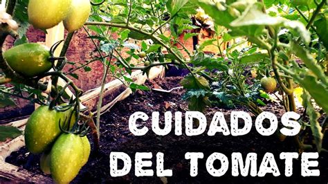 Cuidados En El Cultivo Del Tomateagricultura OrgÁnica Youtube