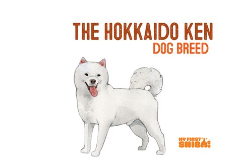 What Problems Do Hokkaido Dogs Have