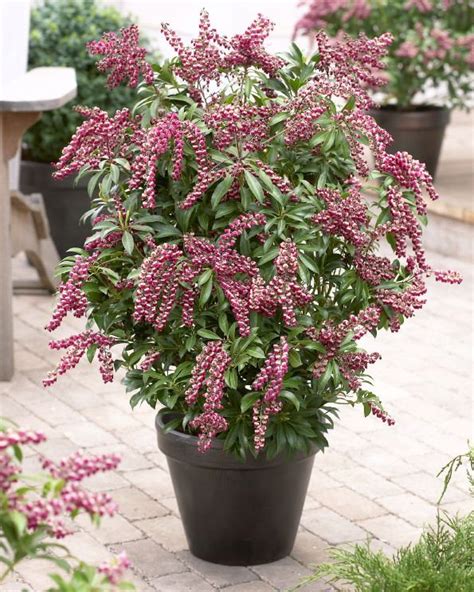 44 Best Shrubs For Containers Japanese Pieris Passion And Japanese