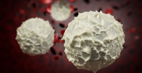 Dangers Of High Or Low White Blood Cell Count And How To Fix It