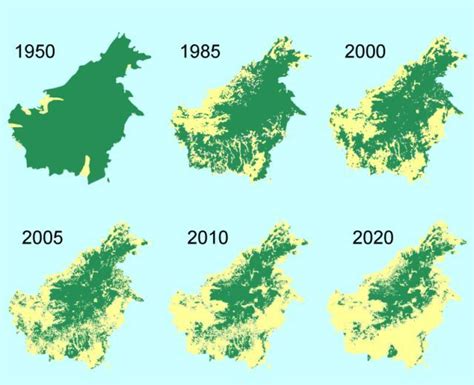 Say No To Palm Oil The Shrinking Forest Cover In Borneo Threatens