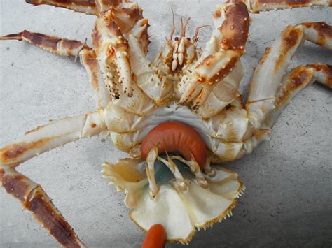 They have some sugars that can be harmful in larger quantities though. Parasite turns Alaska king crabs into zombies