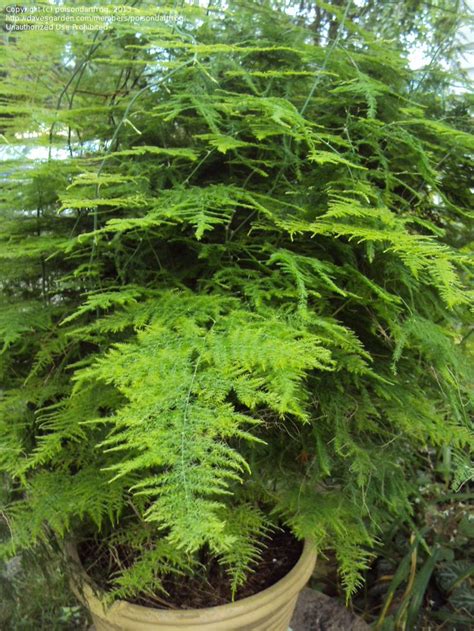 Thinner spears seem to work better than. Best Fertilizer For Asparagus Ferns | Cromalinsupport