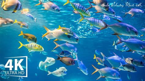 The Life Of Colorful Sea Creatures Sea Animals With Peaceful Soothing