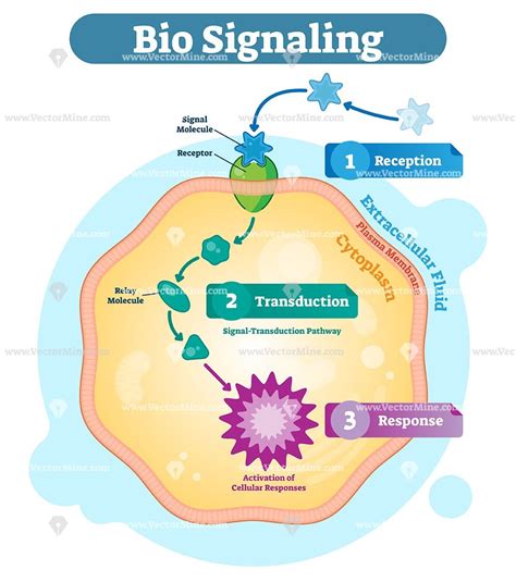 Bio Signaling Cell Communication Network System Diagram Biology Lessons
