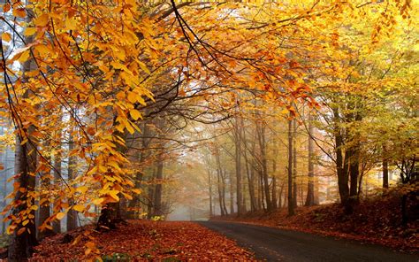 Wallpaper Sunlight Trees Forest Fall Leaves Nature Road Branch