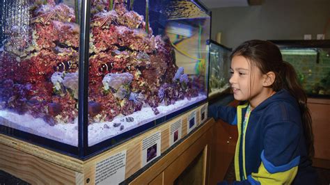 Discovery Room Adds Marine Life Exhibit Amnh