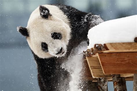 Chinese Giant Pandas Unveiled To Public In Finland Taiwan News 2018