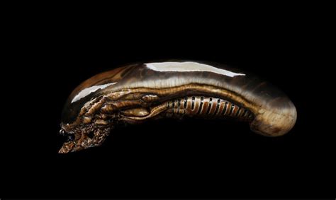 Xenomorph Head Free 3d Model Cgtrader