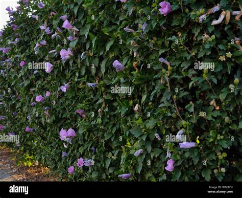 Rose Of Sharon Hedge Hibiscus Syriacus Stock Photo Alamy