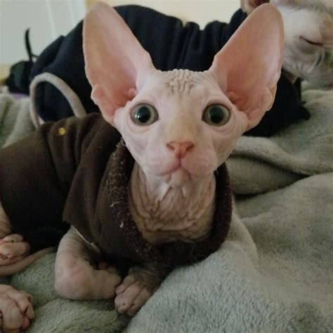 Sphynx Cats For Sale Brooklyn Ny 339549 Petzlover