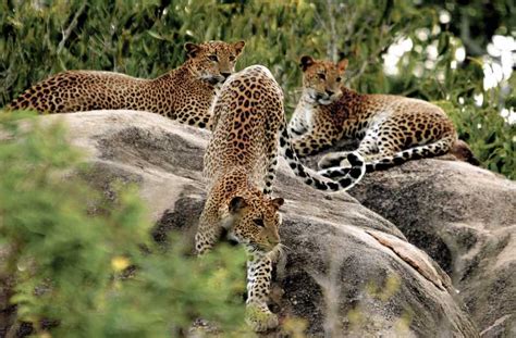 Sri Lanka Yala National Park Private Safari Getyourguide